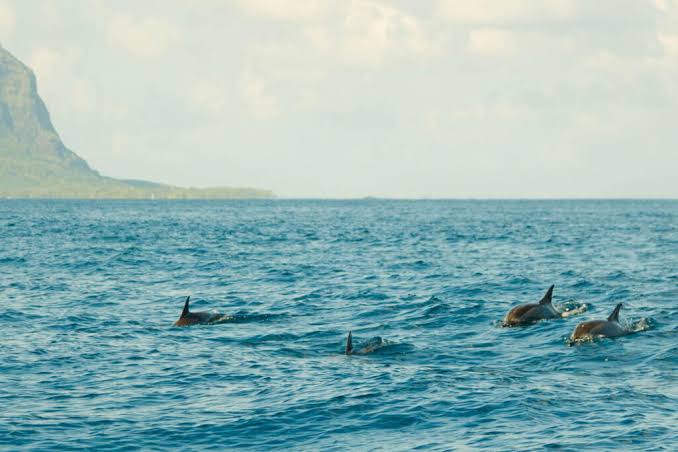 Dolphin Encounter & Benitiers Island Speedboat Trip with Lunch - Image 3