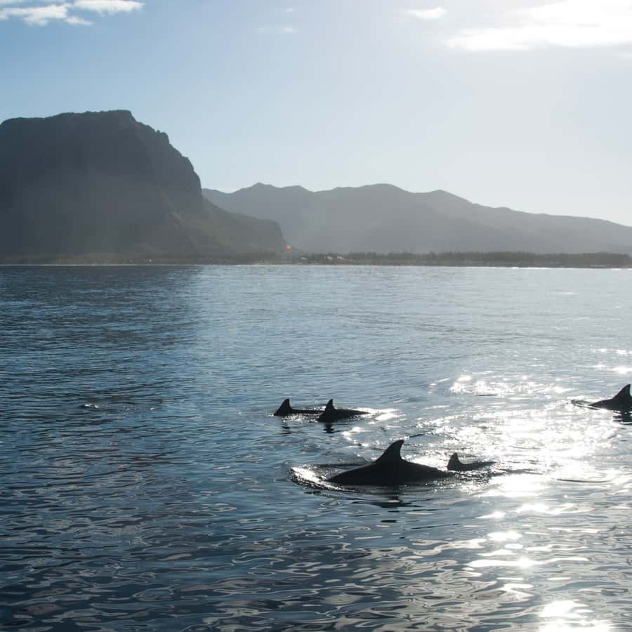 Dolphin Encounter & Benitiers Island Speedboat Trip with Lunch - Image 4