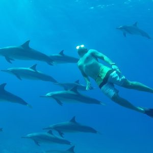 Dolphin Encounter & Benitiers Island Speedboat Trip with Lunch