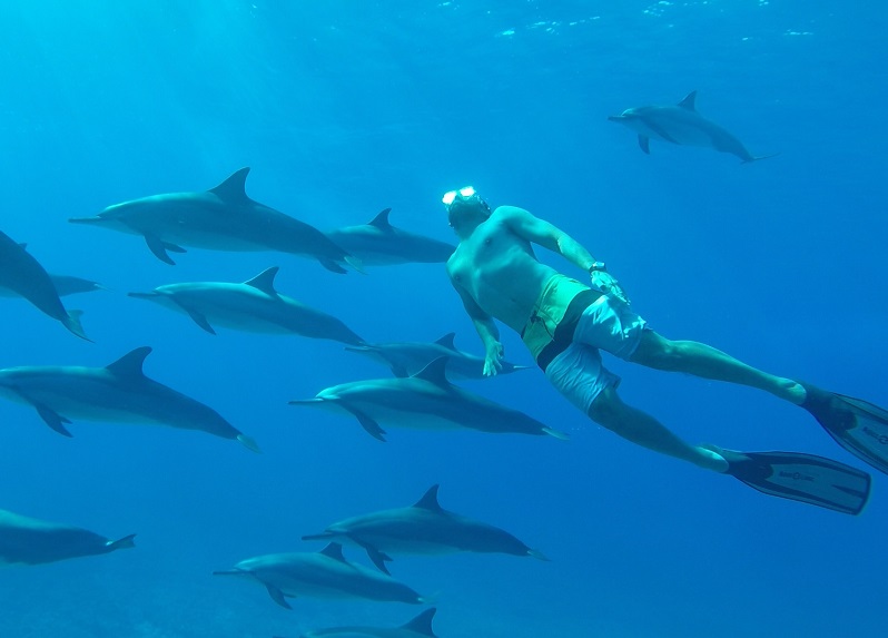 Dolphin Encounter & Benitiers Island Speedboat Trip with Lunch